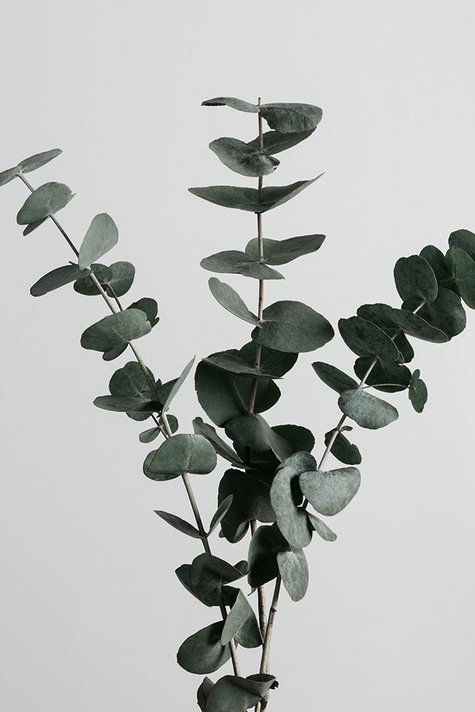 Eucalyptus Natural 01 art print by 1x Studio III for $57.95 CAD