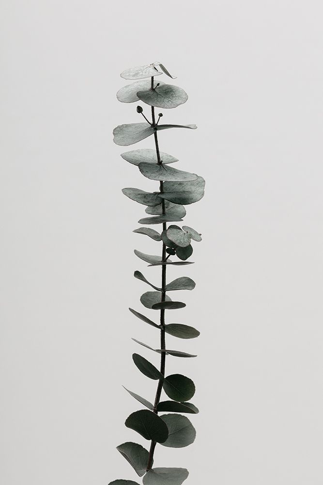 Eucalyptus Natural 02 art print by 1x Studio III for $57.95 CAD