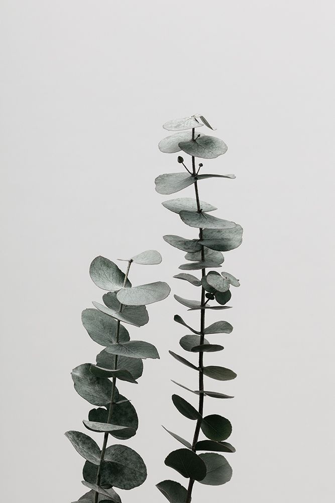 Eucalyptus Natural 03 art print by 1x Studio III for $57.95 CAD