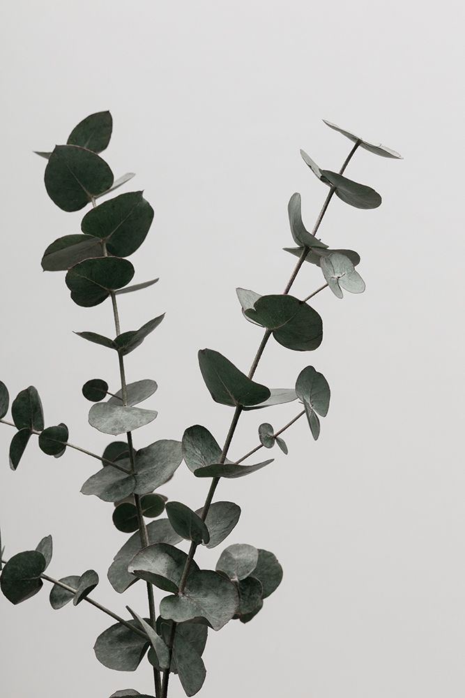 Eucalyptus Natural 04 art print by 1x Studio III for $57.95 CAD
