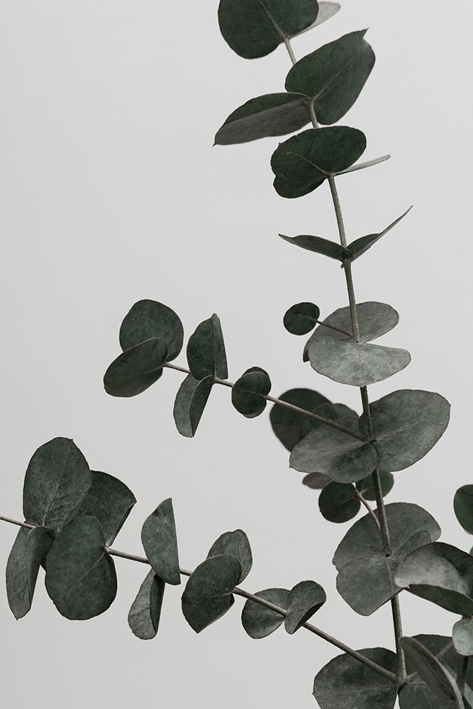 Eucalyptus Natural 05 art print by 1x Studio III for $57.95 CAD