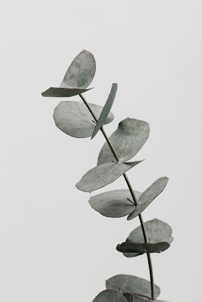 Eucalyptus Natural 06 art print by 1x Studio III for $57.95 CAD