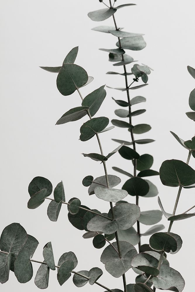 Eucalyptus Natural 07 art print by 1x Studio III for $57.95 CAD