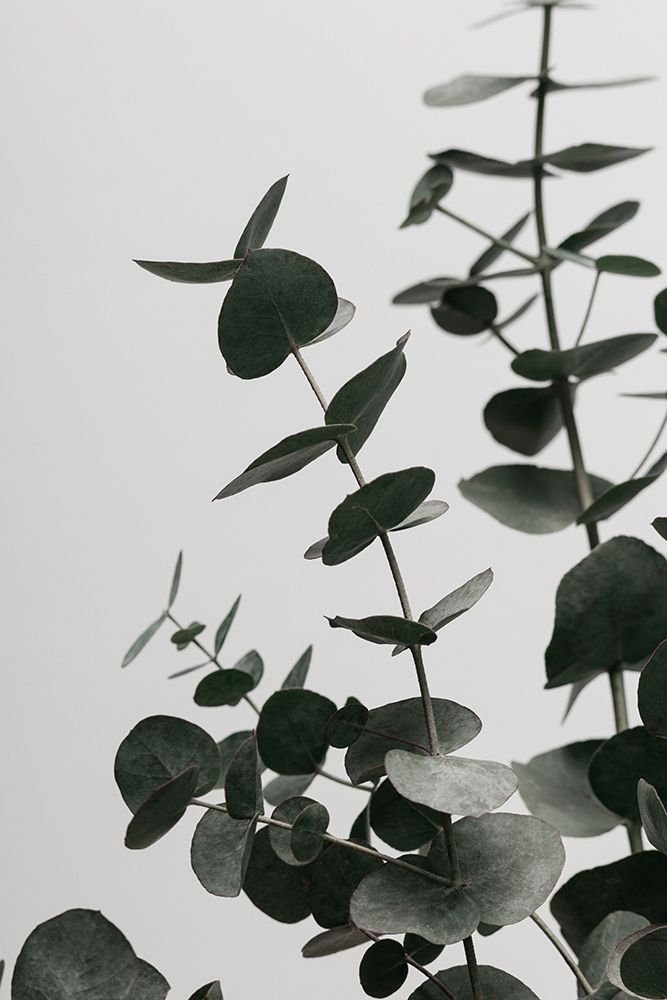 Eucalyptus Natural 08 art print by 1x Studio III for $57.95 CAD