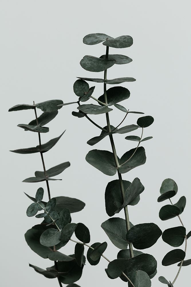 Eucalyptus Natural 11 art print by 1x Studio III for $57.95 CAD