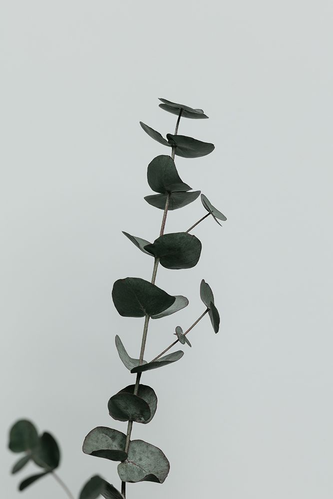 Eucalyptus Natural 10 art print by 1x Studio III for $57.95 CAD