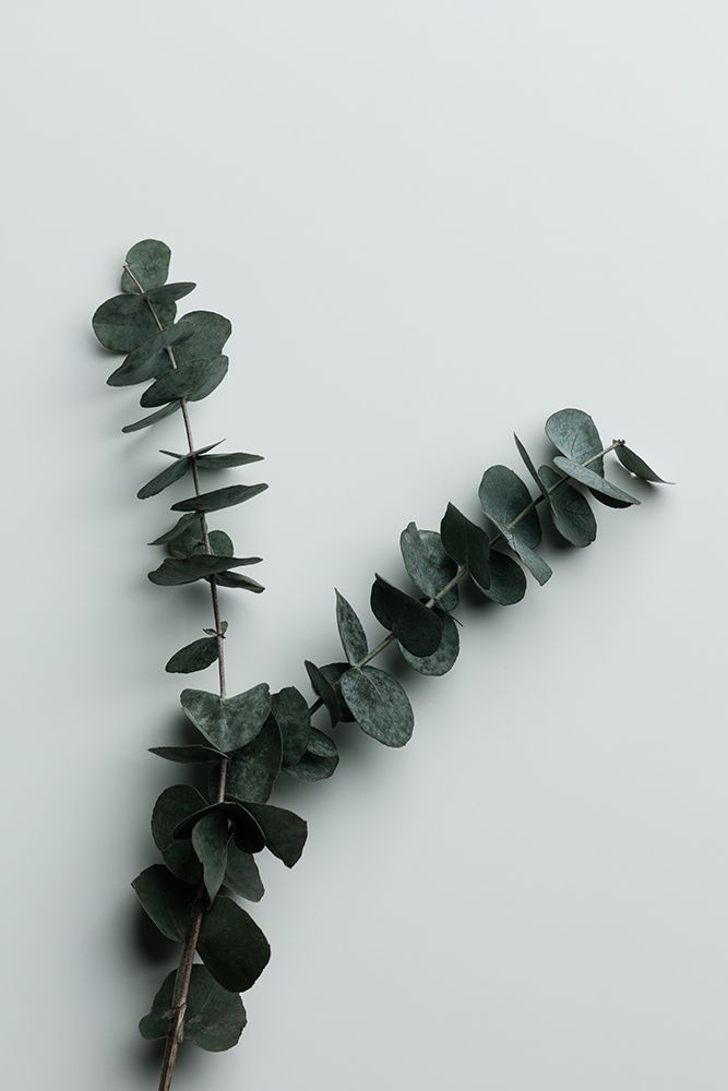 Eucalyptus Wall 02 art print by 1x Studio III for $57.95 CAD