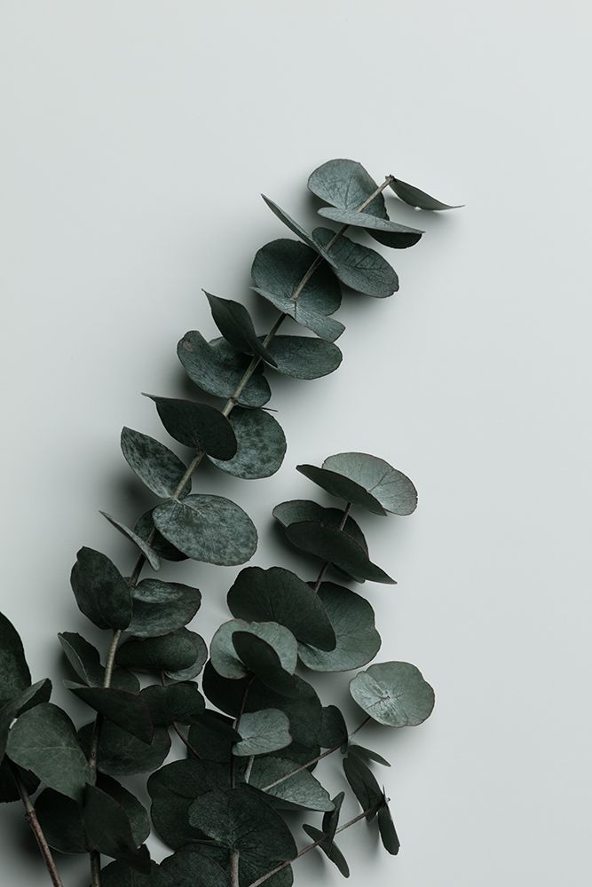 Eucalyptus Wall 01 art print by 1x Studio III for $57.95 CAD