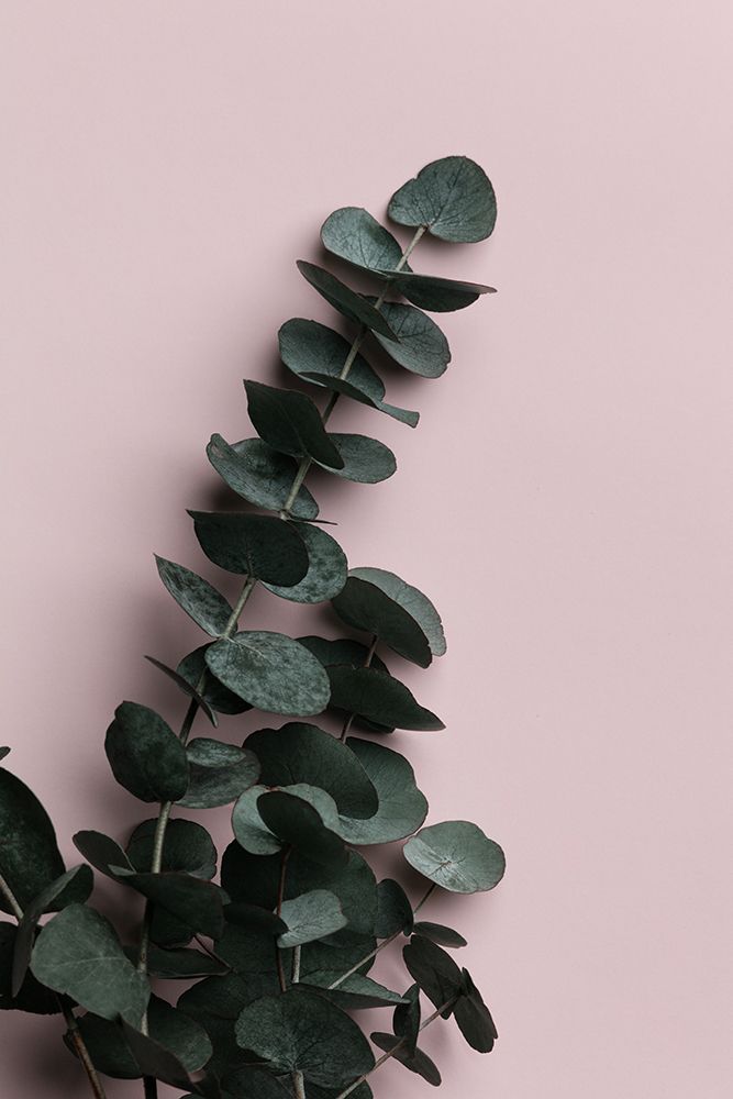 Eucalyptus Pink No02 art print by 1x Studio III for $57.95 CAD