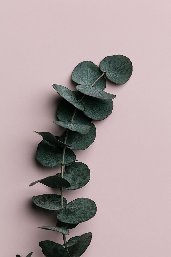 Eucalyptus Pink No 01 art print by 1x Studio III for $57.95 CAD
