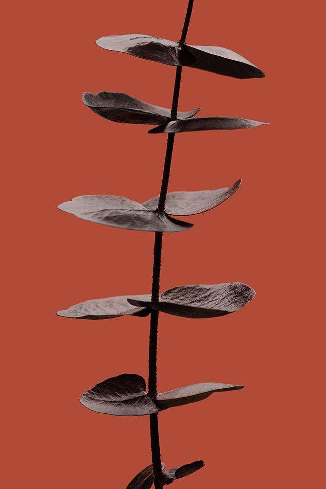 Eucalyptus Rust 03 art print by 1x Studio III for $57.95 CAD