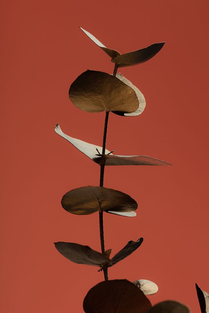Eucalyptus Gold Rust 04 art print by 1x Studio III for $57.95 CAD