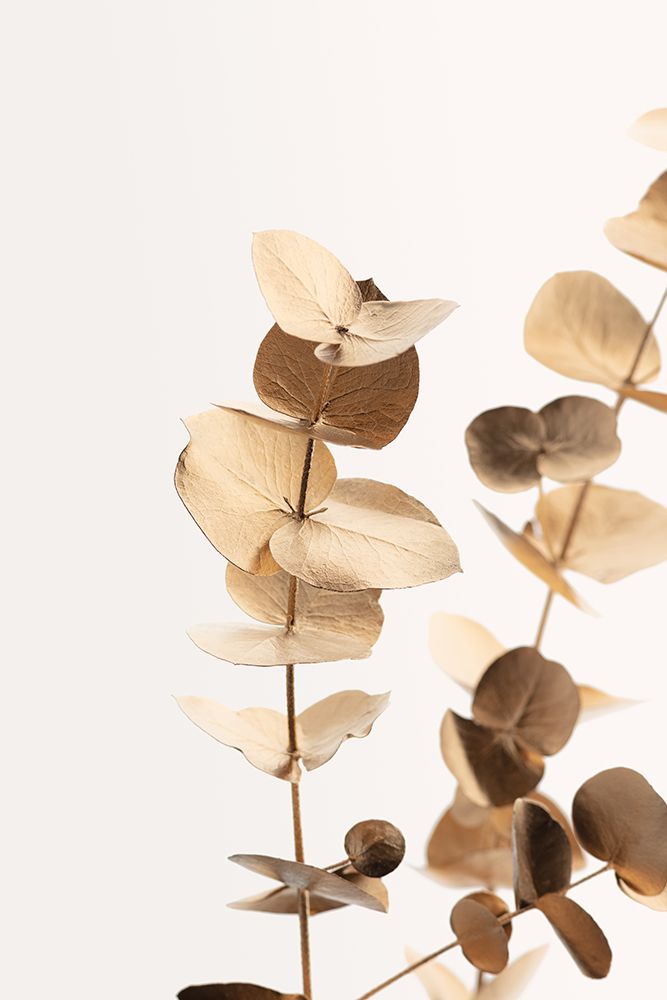 Eucalyptus Gold No 01 art print by 1x Studio III for $57.95 CAD