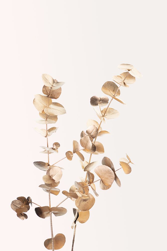 Eucalyptus Gold No 02 art print by 1x Studio III for $57.95 CAD