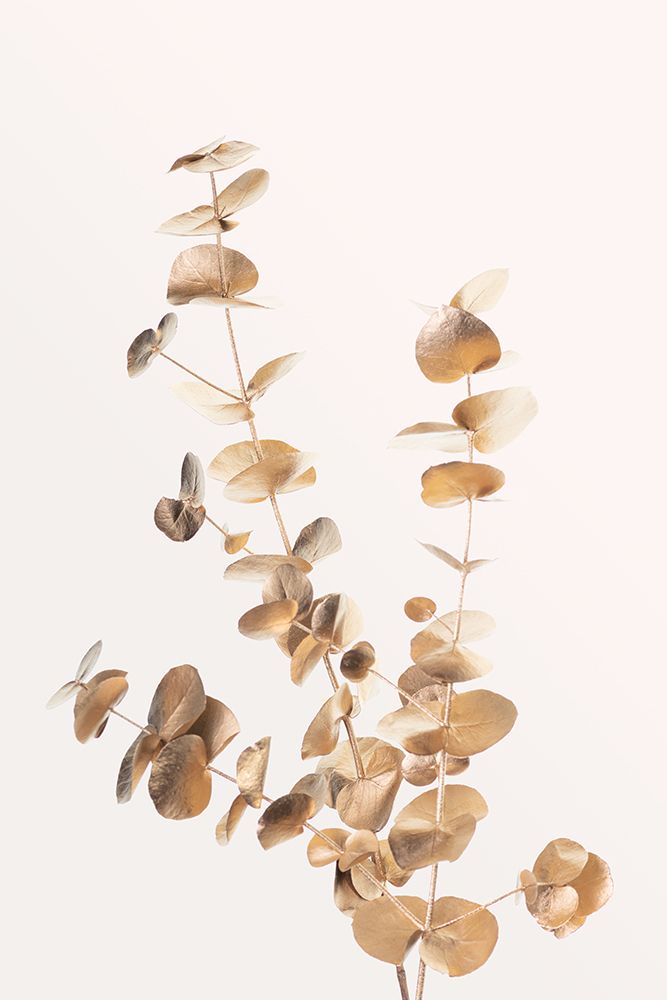 Eucalyptus Gold No 04 art print by 1x Studio III for $57.95 CAD