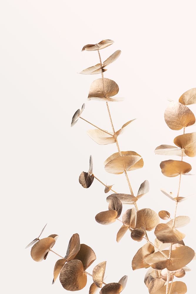 Eucalyptus Gold No 05 art print by 1x Studio III for $57.95 CAD