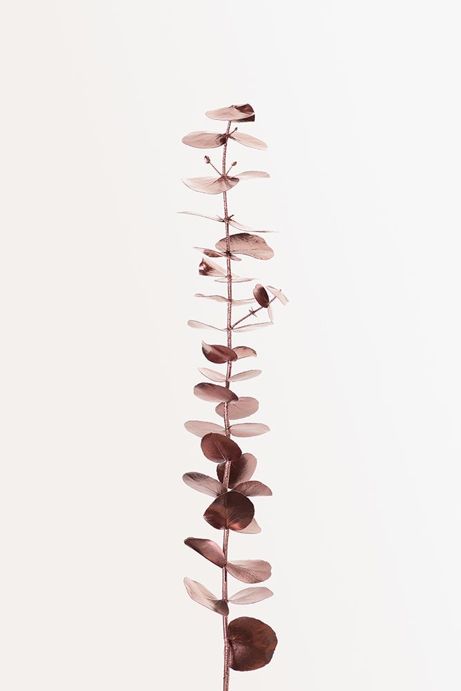 Eucalyptus Copper No 01 art print by 1x Studio III for $57.95 CAD