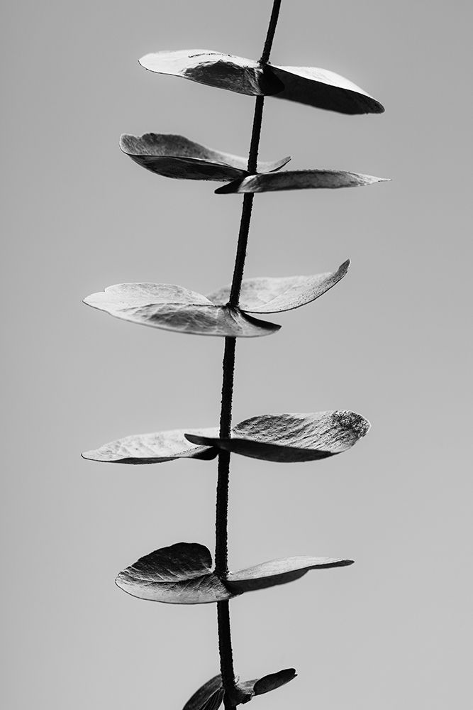 Eucalyptus Black a White art print by 1x Studio III for $57.95 CAD