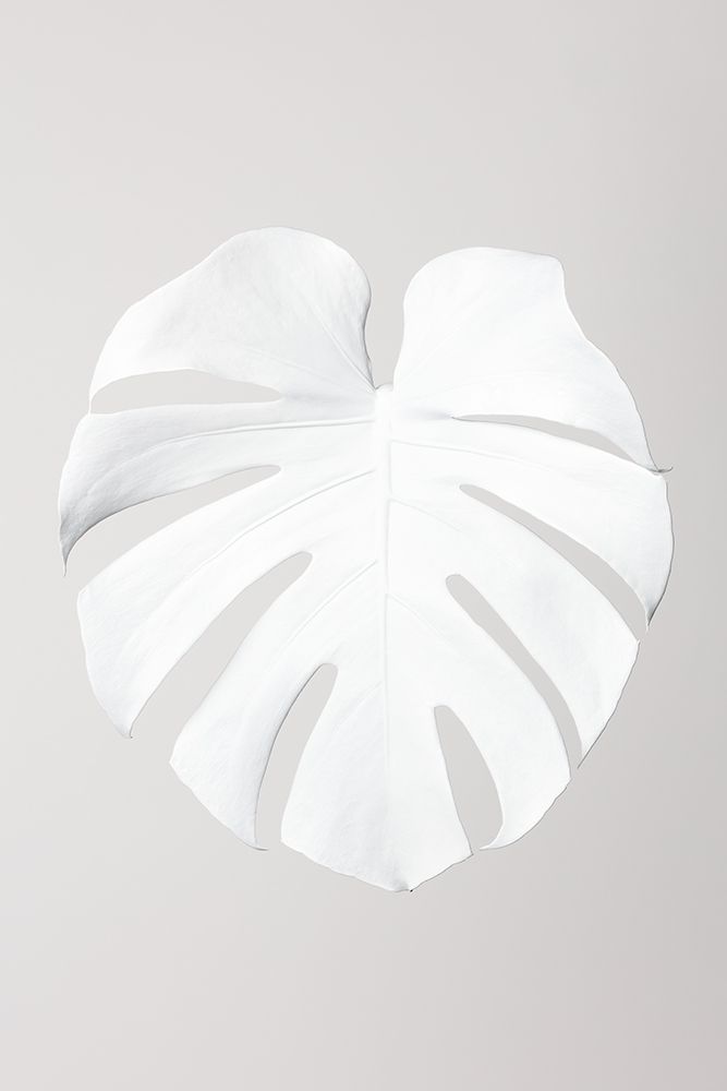 Monstera White 03 art print by 1x Studio III for $57.95 CAD