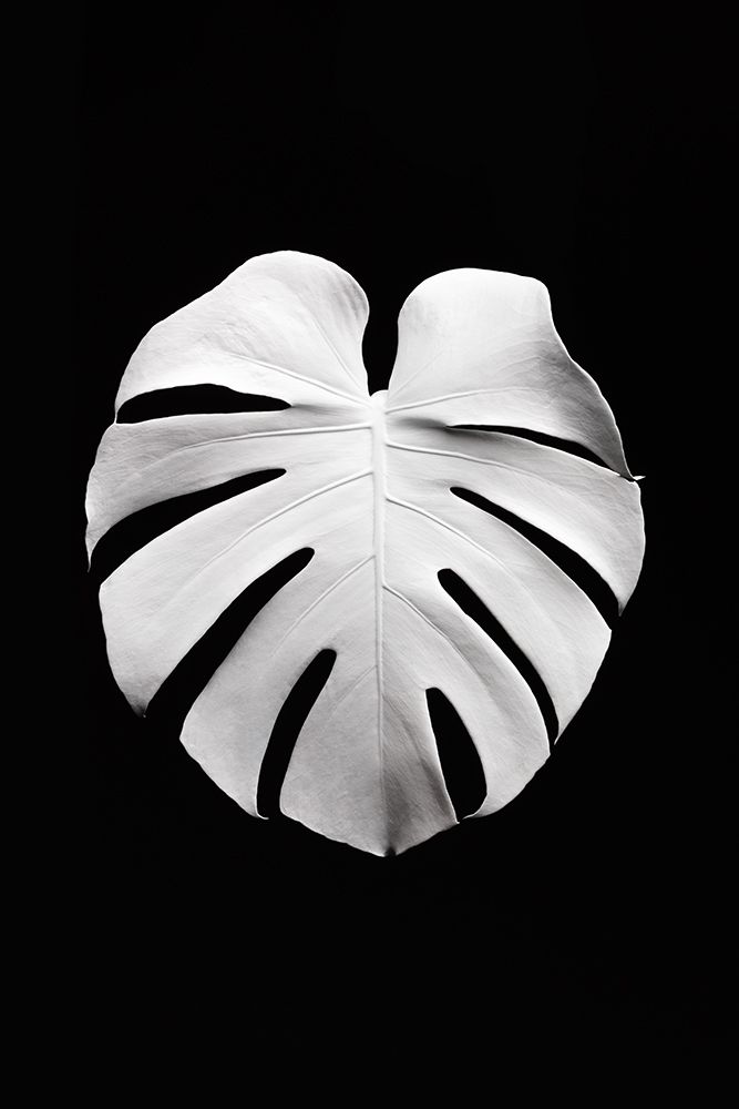 Monstera White 04 art print by 1x Studio III for $57.95 CAD