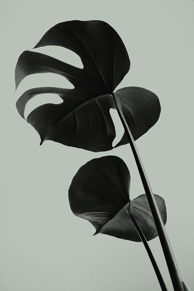 Monstera Teal 01 art print by 1x Studio III for $57.95 CAD