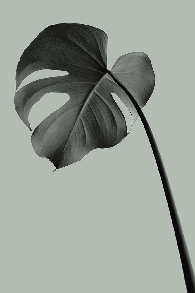Monstera Teal 02 art print by 1x Studio III for $57.95 CAD