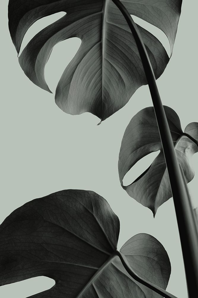 Monstera Teal 03 art print by 1x Studio III for $57.95 CAD