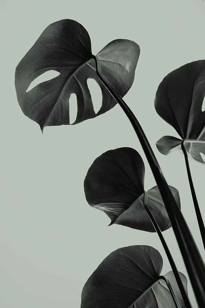 Monstera Teal 04 art print by 1x Studio III for $57.95 CAD