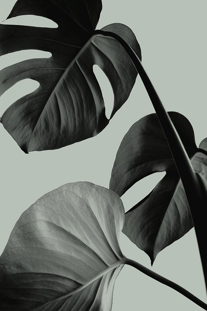 Monstera Teal 07 art print by 1x Studio III for $57.95 CAD