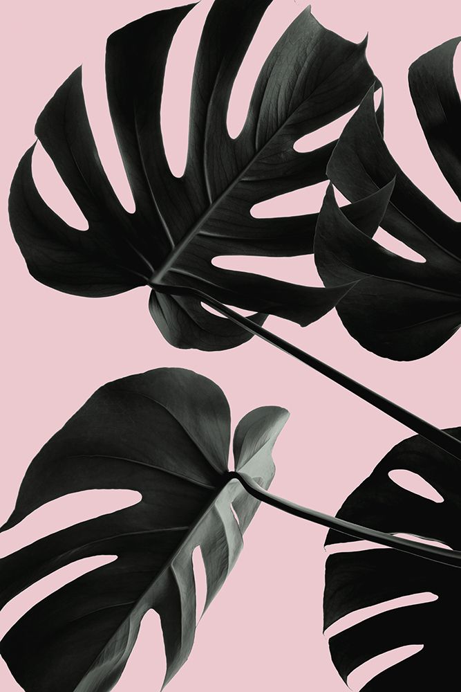 Monstera Pink No 01 art print by 1x Studio III for $57.95 CAD