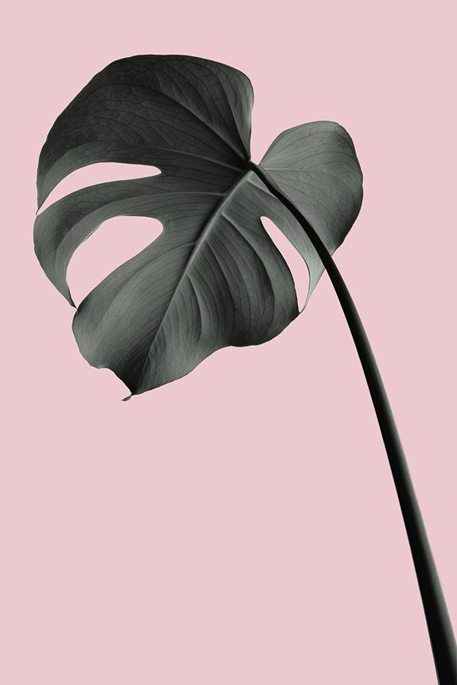 Monstera Pink No 02 art print by 1x Studio III for $57.95 CAD