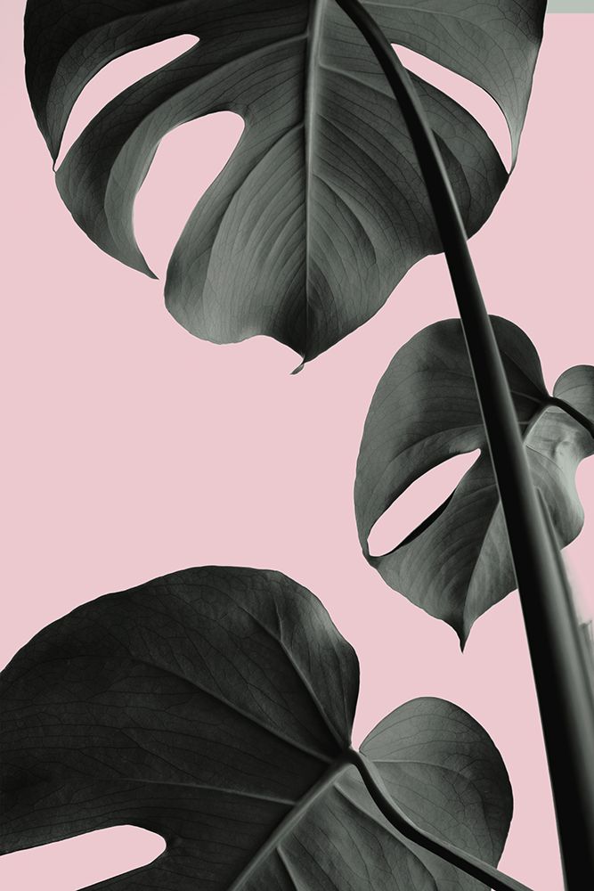 Monstera Pink No 03 art print by 1x Studio III for $57.95 CAD