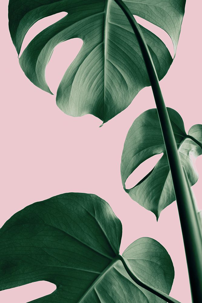 Monstera Pink No 06 art print by 1x Studio III for $57.95 CAD