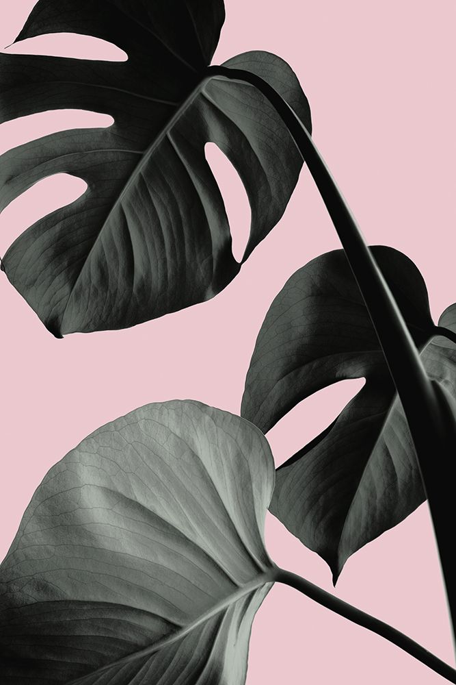Monstera Pink No 04 art print by 1x Studio III for $57.95 CAD