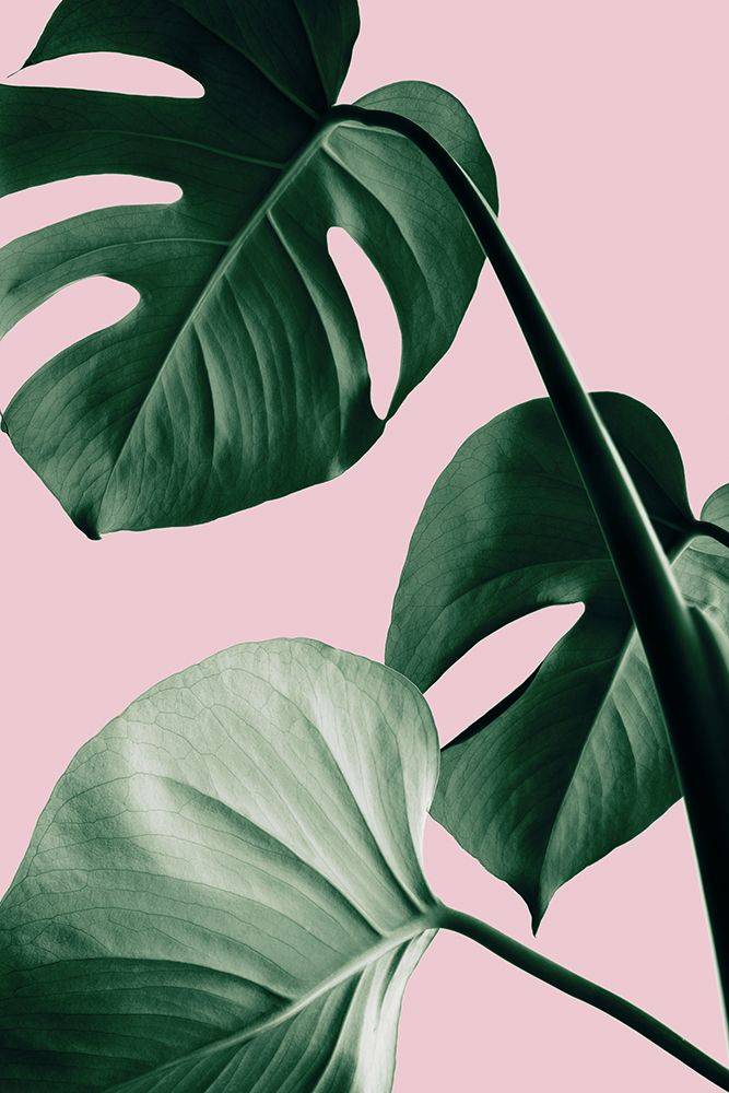 Monstera Pink No 07 art print by 1x Studio III for $57.95 CAD