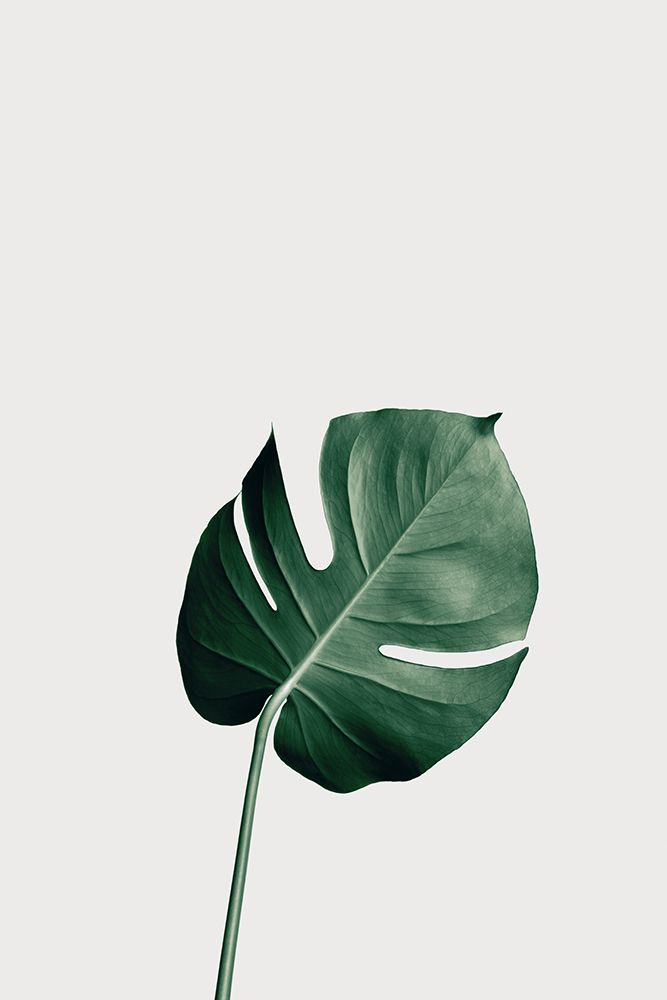Monstera Natural 01 art print by 1x Studio III for $57.95 CAD