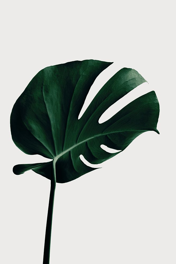 Monstera Natural 02 art print by 1x Studio III for $57.95 CAD