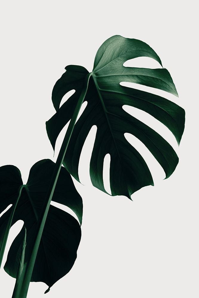Monstera Natural 03 art print by 1x Studio III for $57.95 CAD