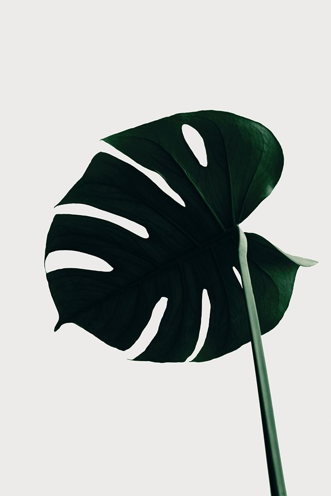 Monstera Natural 04 art print by 1x Studio III for $57.95 CAD