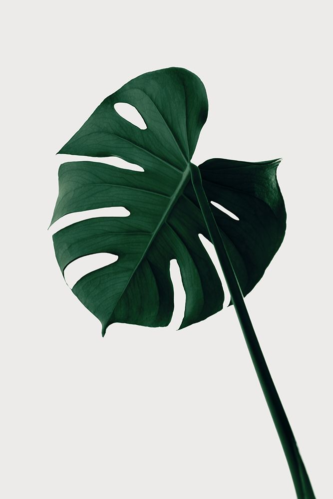 Monstera Natural 07 art print by 1x Studio III for $57.95 CAD