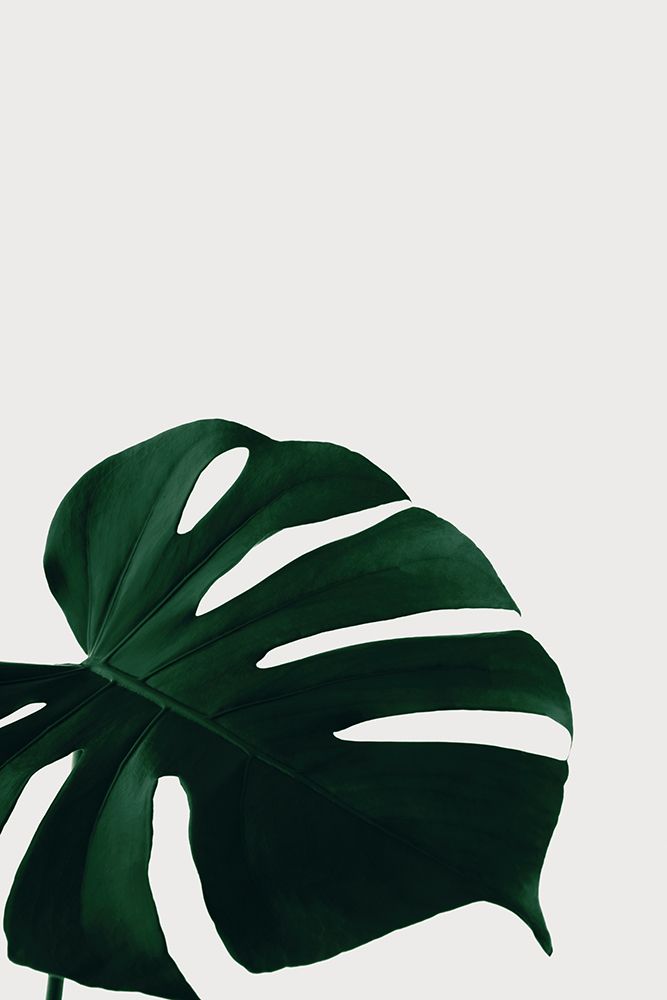 Monstera Natural 08 art print by 1x Studio III for $57.95 CAD
