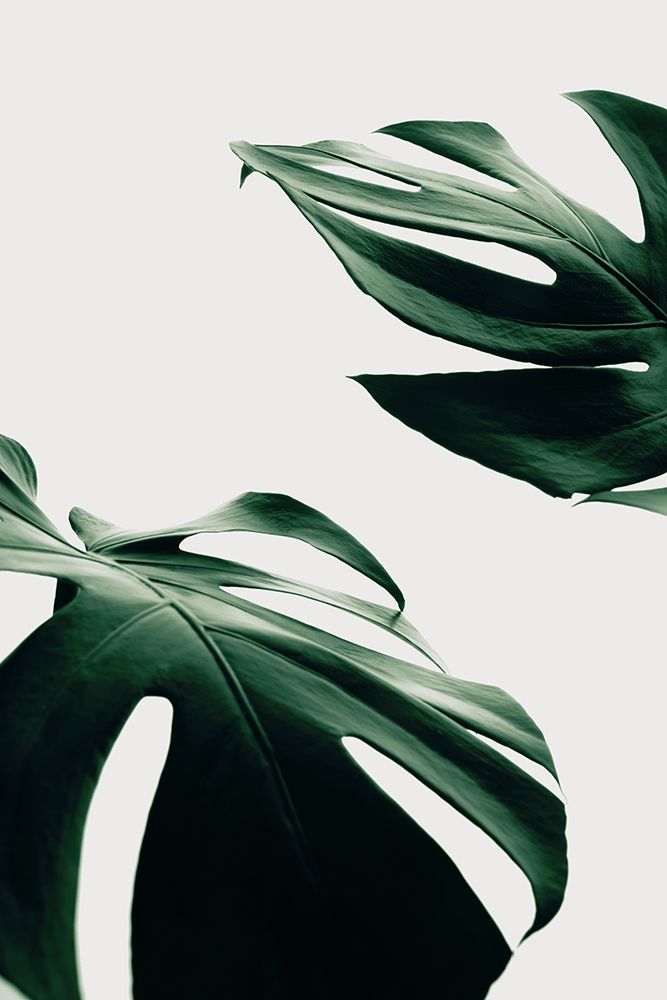 Monstera Natural 11 art print by 1x Studio III for $57.95 CAD