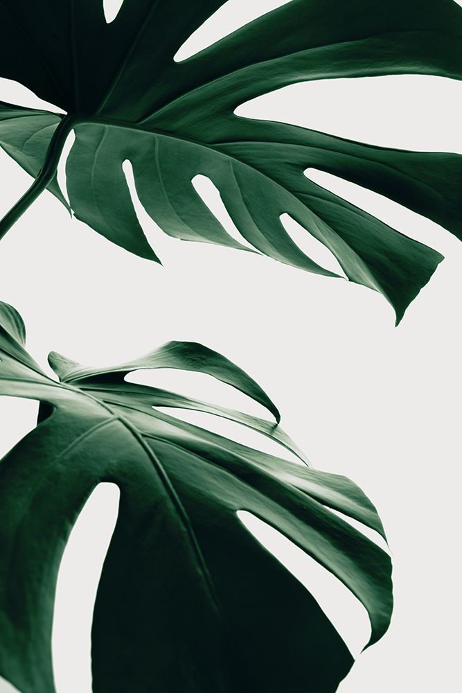 Monstera Natural 12 art print by 1x Studio III for $57.95 CAD