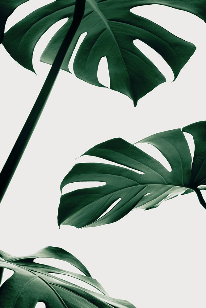 Monstera Natural 13 art print by 1x Studio III for $57.95 CAD