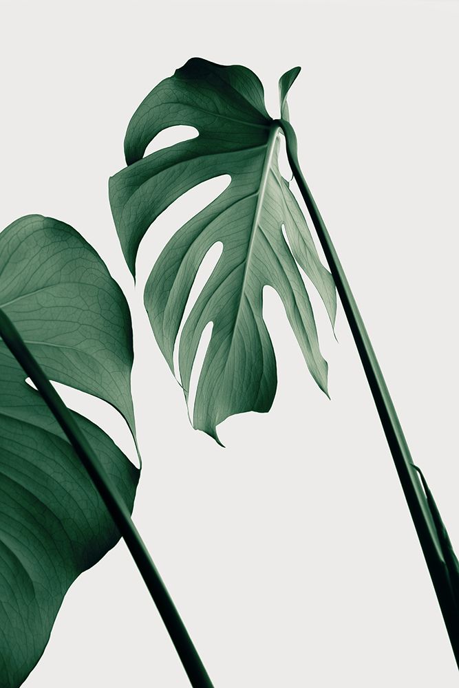 Monstera Natural 17 art print by 1x Studio III for $57.95 CAD