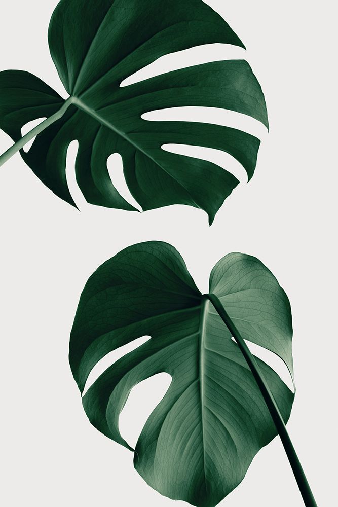 Monstera Natural 18 art print by 1x Studio III for $57.95 CAD