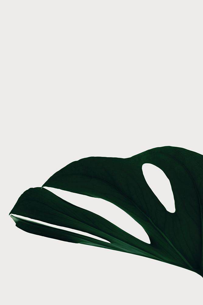 Monstera Natural 21 art print by 1x Studio III for $57.95 CAD