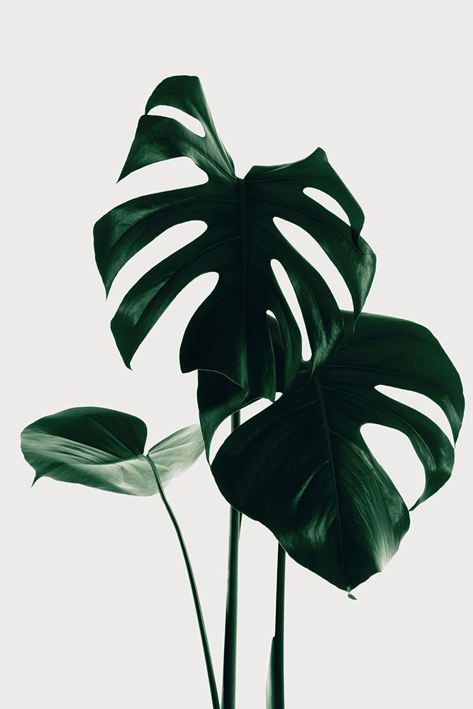 Monstera Natural 29 art print by 1x Studio III for $57.95 CAD