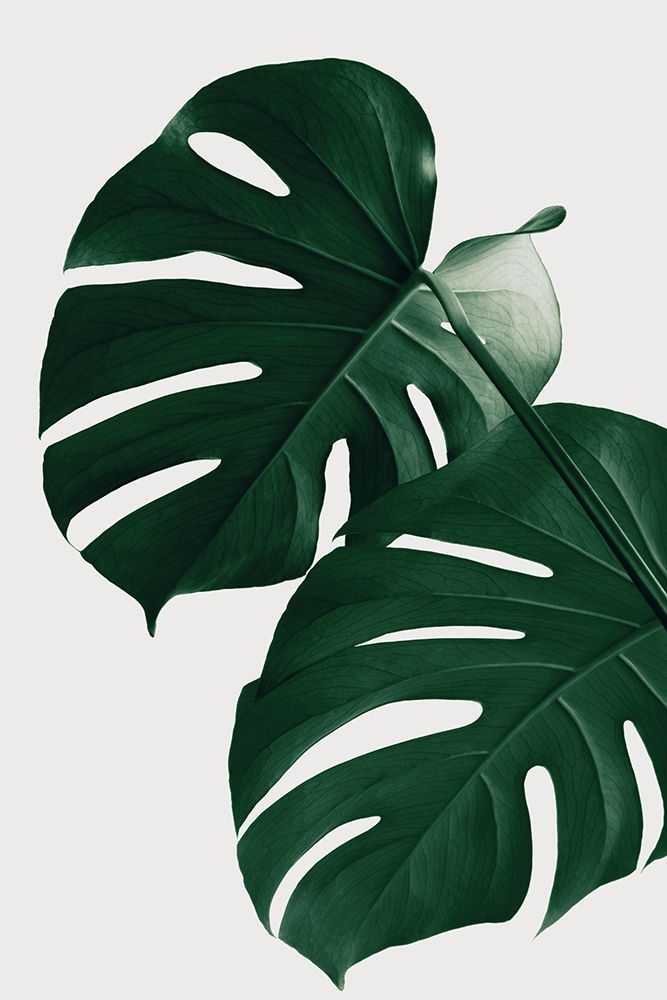 Monstera Natural 32 art print by 1x Studio III for $57.95 CAD