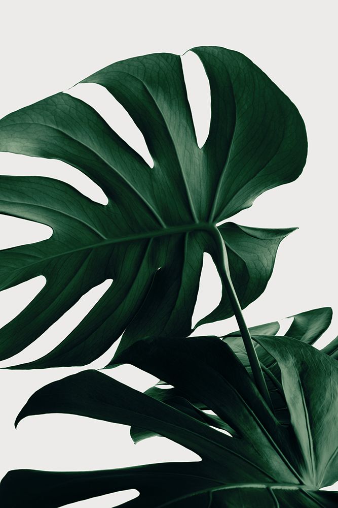 Monstera Natural 34 art print by 1x Studio III for $57.95 CAD
